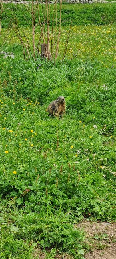 Appartamento Appt A Ancelle Pied Des Pistes Esterno foto
